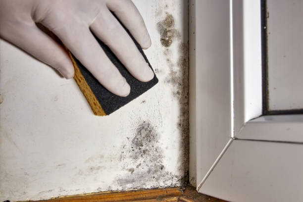 Best Water Damage & Mold Remediation  in Trempealeau, WI